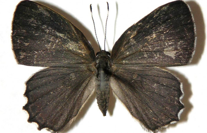 Figura 1. Adulto de larva <i>Euselasia Pellonia</i> (Riodinidae), vista dorsal, (hembra) localidad Sendero Huerta, Sector San Cristóbal ACG (527). Voucher: 04-SRNP-2581-DHJ307420.jpg.