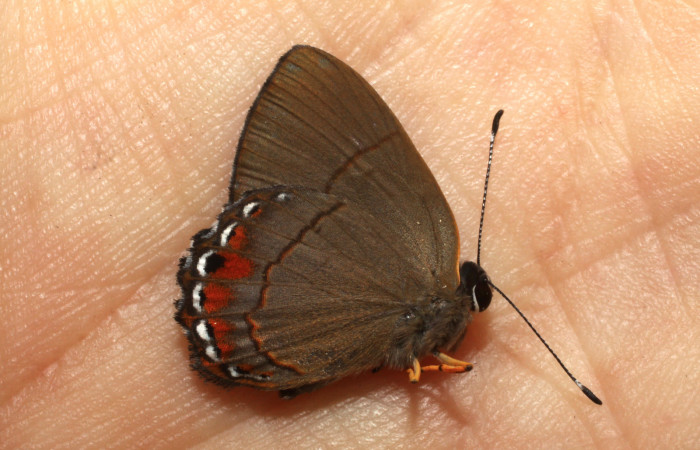 Figura 9. Adulto de larva <i>Euselasia Pellonia</i> (Riodinidae), (macho) vista dorsal, localidad Estación Llanura, Sector Rincon Rain Forest ACG (135m)). Voucher: 10-SRNP-76246-DHJ479840.jpg.