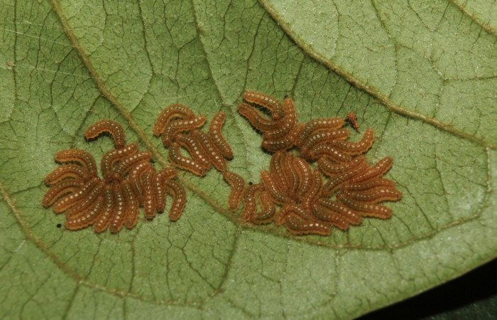       Figura 3. Larvas de <i>Euselasia Pellonia</i> (Riodinidae), en tercer estadío (PPU), vista dorsal, localidad Quebradona, Estación Biológica Quica Sector Pitilla ACG (475m). Voucher: 14-SRNP-70972-DHJ723012.jpg.