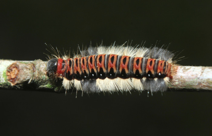 Figura 15. Larvas de <i>Euselasia cheles</i> (Riodinidae), en último estadío (U), mostrando vista dorsal, localidad Quebradona Estación Biológica Quica, Sector Pitilla ACG (475m). Voucher: 15-SRNP-70417-DHJ727138.jpg.