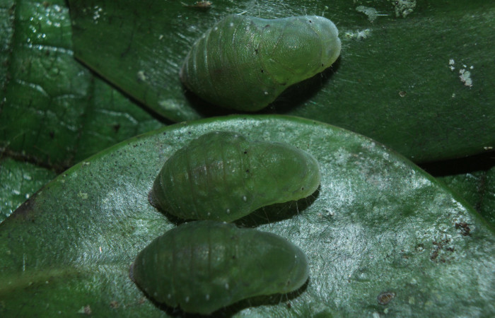 Figura 16. Pupas de larvas <i>Euselasia cheles</i> (Riodinidae), mostrando vista dorsal, localidad Quebradona Estación Biológica Quica Sector Pitilla ACG (475m). Voucher: 15-SRNP-70417-DHJ727173.jpg.