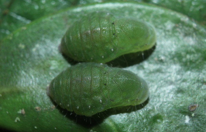 Figura 17. Pupas de larvas <i>Euselasia cheles</i> (Riodinidae), mostrando vista dorsal, localidad Quebradona Estación Biológica Quica Sector Pitilla ACG (475m). Voucher: 15-SRNP-70417-DHJ727177.jpg.