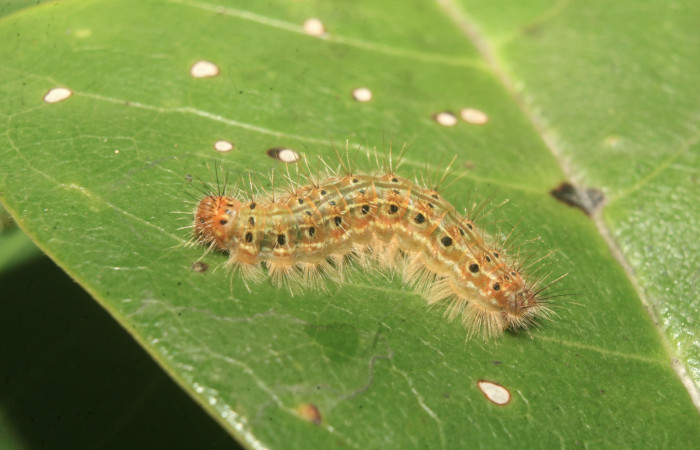 Figura 6. Larvas de <i>Euselasia Pellonia</i> (Riodinidae), en último estadío (U), vista lateral, localidad Medrano, Estación Biológica Quica, Sector Pitilla, ACG (380m)). Voucher: 21-SRNP-70895-DHJ780650.jpg.