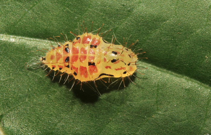 Figura 8. Pupas de larvas <i>Euselasia Pellonia</i> (Riodinidae), vista dorsal, localidad Medrano, Estación Biológica Quica, Sector Pitilla, ACG (380m). Voucher: 21-SRNP-70931-DHJ780658.jpg.