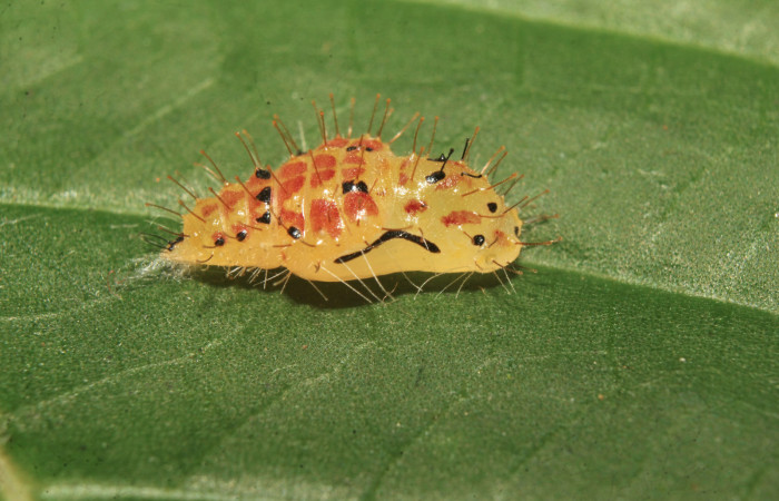 Figura 7. Pupas de larvas <i>Euselasia Pellonia</i> (Riodinidae), vista lateral, localidad Medrano, Estación Biológica Quica, Sector Pitilla, ACG (380m). Voucher: 21-SRNP-70931-DHJ780659.jpg.