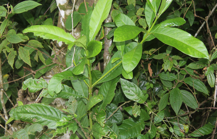 Figura 22. Planta hospedera de larva <i>Euselasia Pellonia</i> (Riodinidae), planta llamada <i>Vochysia guatemalensis</i> (Vochysiaceae), localidad Medrano, Estación Biológica Quica Sector Pitilla,  ACG (380m)) (470m), foto: Ricardo Calero, 23 Agosto 2021. 