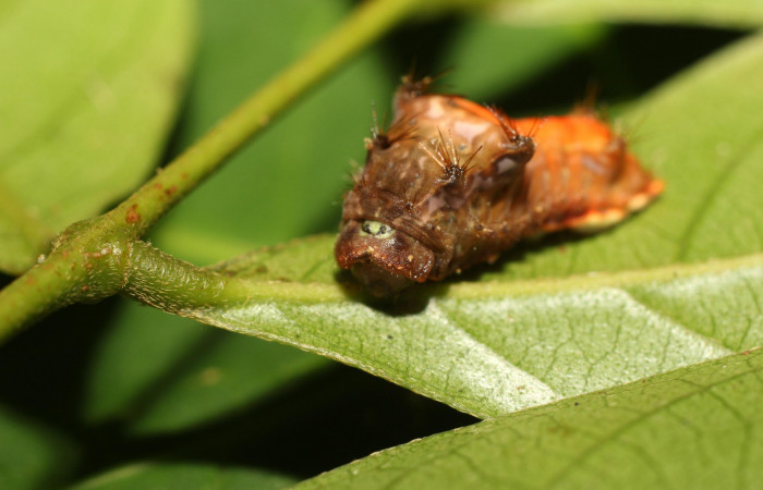 Figura 1. Larva <i>Parasa minima</i> (Limacodidae), color café cuarto estadio posición frontal, mide 18 mm aproximadamente. Planta hospedera <i>Inga punctata</i>, (Fabaceae). Voucher: 18-SRNP-36100-DHJ734895.jpg.