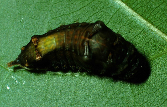 Figura 11. Larva <i>Parasa minima</i> (Limacodidae), prepupa color negro, posición dorsal, mide 17 mm aproximadamente. Planta hospedera <i>Annona purpurea</i>, (Annonaceae). Voucher: 99-SRNP-9966-DHJ51500.jpg.