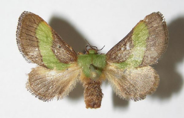 Figura 14. Adulto de <i>Parasa minima</i> (Limacodidae) mide 23 milímetros, posición dorsal parte enfocada alas. Voucher: 03-SRNP-26708-DHJ336672.