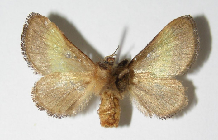 Figura 15. Adulto de <i>Parasa minima</i> (Limacodidae) mide 23 milímetros, posición ventral parte enfocada abdomen y alas. Voucher: 03-SRNP-26708-DHJ336673.