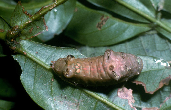 Figura 5. Larva <i>Parasa minima</i> (Limacodidae), color café último estadio posición dorsal, mide 21 mm aproximadamente. Planta hospedera <i>Inga sapindoides</i>, (Fabaceae). Voucher: 04-SRNP-40752-DHJ83194.jpg.