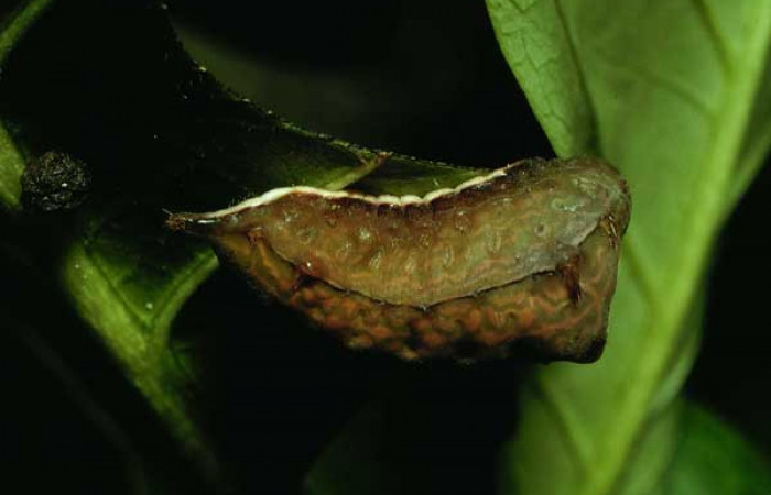 Figura 7. Larva <i>Parasa minima</i> (Limacodidae), color café último estadio posición lateral, dorsal, mide 21 mm aproximadamente. Planta hospedera <i>Calycophyllum candidissimum</i>, (Rubiaceae). Voucher: 92-SRNP-3766-DHJ16273.jpg.