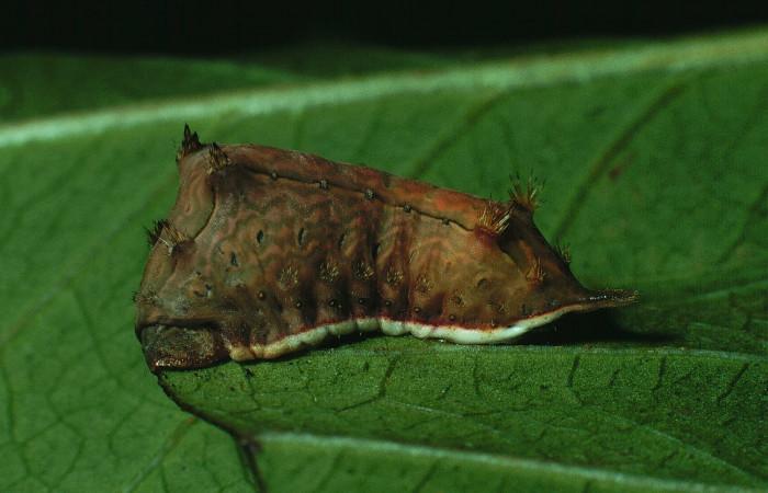 Figura 9. Larva <i>Parasa minima</i> (Limacodidae), color café último estadio posición lateral, mide 21 mm aproximadamente. Planta hospedera <i>Calycophyllum candidissimum</i>, (Rubiaceae). Voucher: 90-SRNP-1325-DHJ12842.jpg.