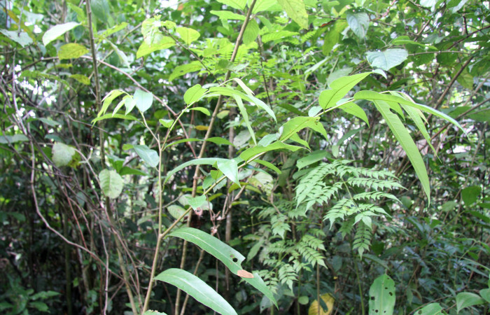 Figura 21. Plantas hospederas <i>Annona papilionella</i> (Annonaceae), parte enfocada rama, planta donde se alimenta la larva de Larva <i>Parasa minima</i> (Limacodidae).