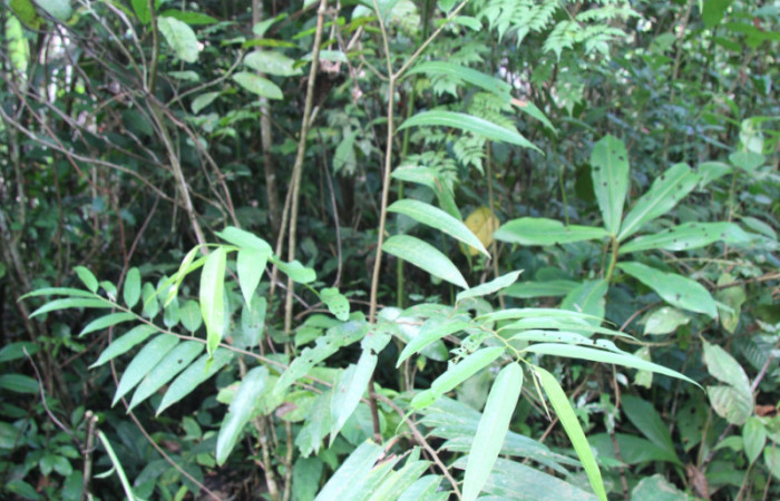 Figura 19. Plantas hospederas <i>Annona papilionella</i> (Annonaceae), arbusto, donde se alimenta la larva <i>Parasa minima</i> (Limacodidae).