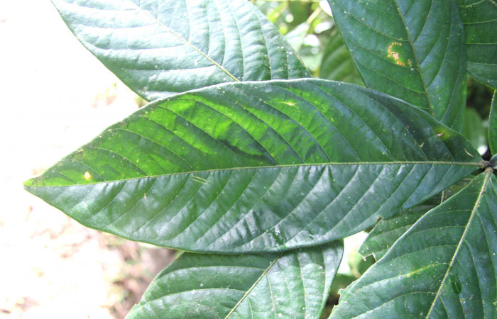 Figura 17. Plantas hospederas <i>Inga sapindoides</i> (Fabaceae), parte enfocada rama, planta donde se alimenta la larva <i>Parasa minima</i> (Limacodidae).