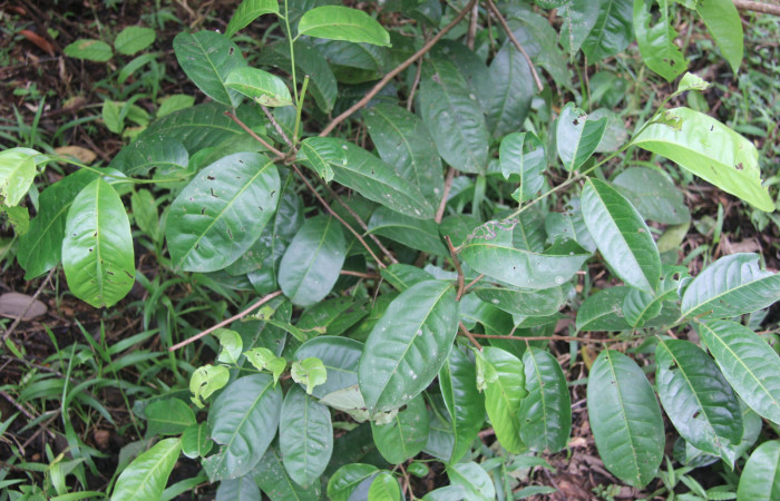 Figura 20. Planta hospedera de <i>Hemeroblemma</i> Janzen05 (Erebidae), esta planta se llama <i>Pera arborea</i> (Euphorbiaceae), localidad Medrano Estación Biológica Quica, Sector Pitilla ACG (380m), foto: Ricardo Calero 26 Julio 2014.