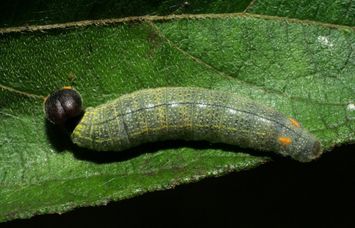 Figura. 10 Larva <i>Urbanus belli</i> (Hesperiidae), posición dorsal entero alimentándose en <i> Zexmenia virgulta</i>, (Asteraceae). (06-SRNP-30733-DHJ412364.jpg).