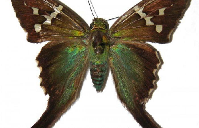 Figura. 11 Adulto <i>Urbanus belli</i> (Hesperiidae), posición vista dorsal entero. (95-SRNP-9575-DHJ305498).