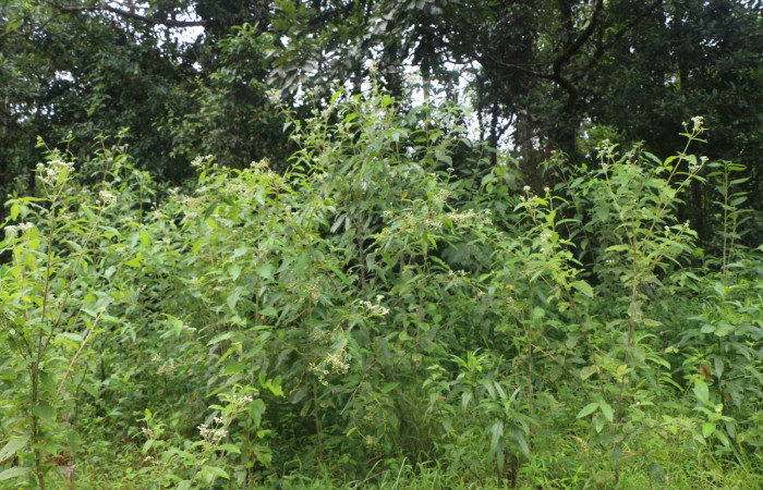 Figura. 1 Habitad <i>Zexmenia virgulta</i>, (Asteraceae). Area de Conservación Guanacaste, Sector Rincón Rain Forest, Estación Leiva,  Selva, (elevación 410 metros). Foto, Jorge Hernández. Colectada 8 de setiembre 2021.
