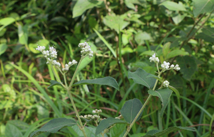 Figura. 2 Flores en ramas <i>Zexmenia virgulta</i>, (Asteraceae). Area de Conservación Guanacaste, Sector Rincón Rain Forest, Estación Leiva,  Selva, (elevación 410 metros). Foto, Jorge Hernández. Colectada 8 de setiembre 2021.
