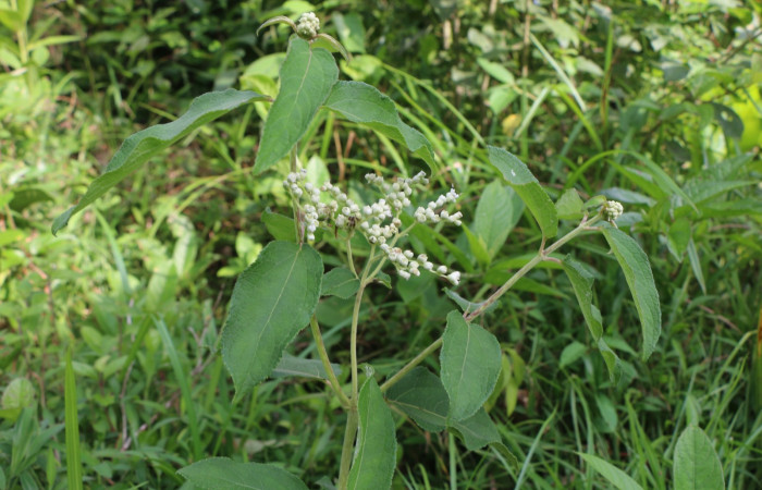 Figura. 3 Flores en ramas <i>Zexmenia virgulta</i>, (Asteraceae). Area de Conservación Guanacaste, Sector Rincón Rain Forest, Estación Leiva,  Selva, (elevación 410 metros). Foto, Jorge Hernández. Colectada 8 de setiembre 2021.
