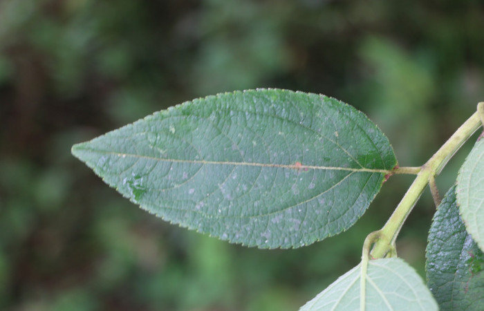 Figura. 5 Hoja haz <i>Zexmenia virgulta</i>, (Asteraceae). Area de Conservación Guanacaste, Sector Rincón Rain Forest, Estación Leiva, Selva, (elevación 410 metros). Foto, Jorge Hernández. Colectada 8 de setiembre 2021.