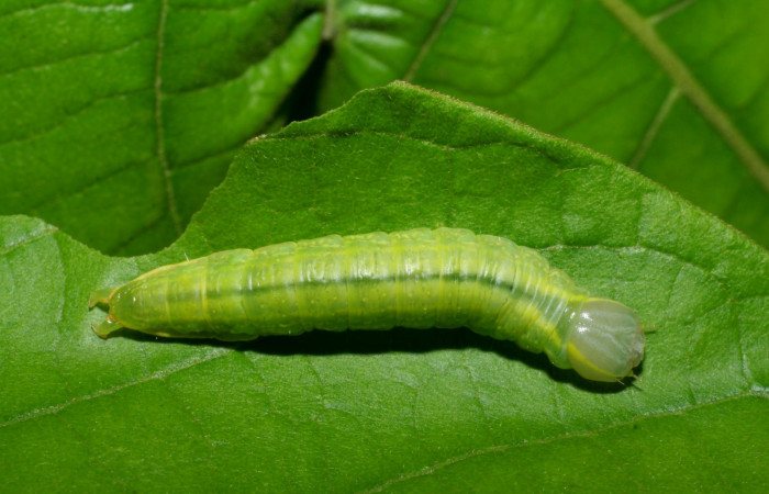  Larva en posición dorsal entire de <i>Hemiceras subo</i> (Notodontidae), U estadio. Sector Rincon Rain Forest, Estacion Caribe. Voucher 07-SRNP-42637-DHJ431114.jpg.