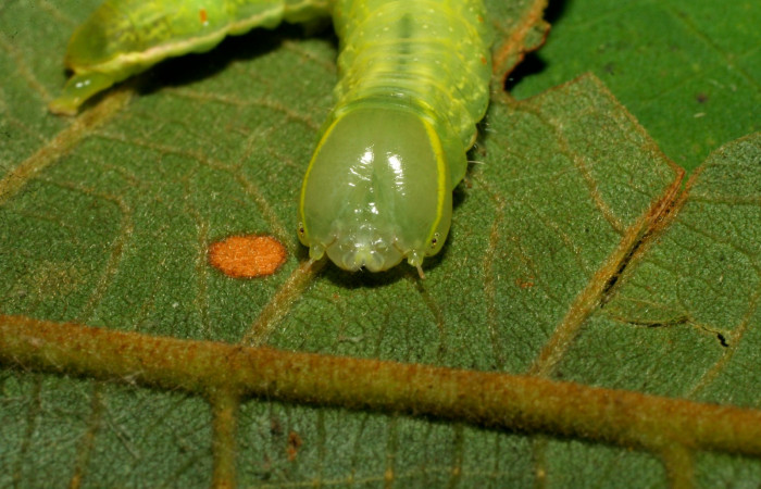  Cabeza de <i>Hemiceras subo</i> (Notodontidae), U estadio. Sector Pitilla, Amonias. Voucher 07-SRNP-33248-DHJ430188.jpg.