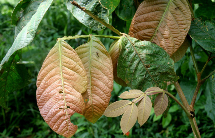 <i>Inga oerstediana</i> (Fabaceae), planta hospedera de <i>Hemiceras subo</i> (Notodontidae). Sector San Cristóbal, Estación Biológica San Gerardo. Foto, Elda Araya, 12 Noviembre 2018.
