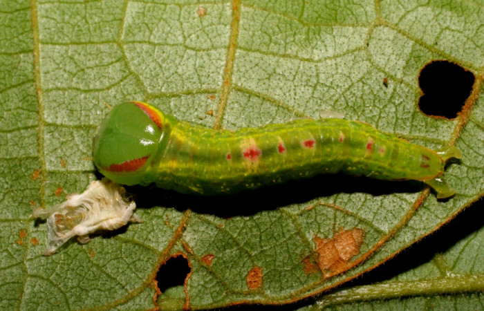  Larva en posición dorsal de <i>Hemiceras subo</i> (Notodontidae), PU estadio. Brasilia, Piedrona. Voucher 07-SRNP-65663-DHJ431287.jpg.