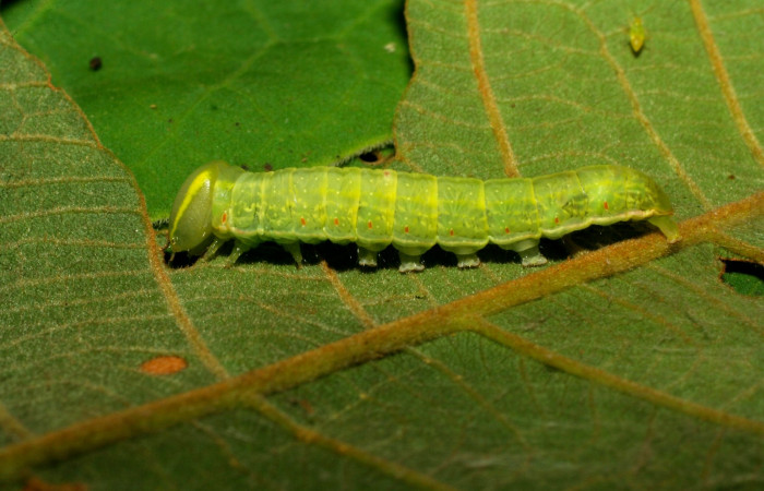  Larva en posición lateral de <i>Hemiceras subo</i> (Notodontidae), U estadio. Sector Pitilla, Amonias. Voucher 07-SRNP-33248-DHJ430187.jpg.
