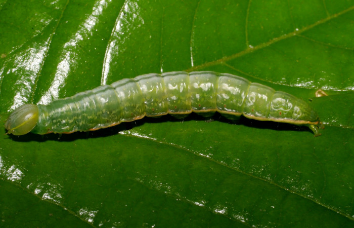  Larva en posición lateral de <i>Hemiceras subo</i> (Notodontidae), U estadio. Sector Del Oro, Margarita. Voucher 07-SRNP-24546-DHJ434087.jpg.

