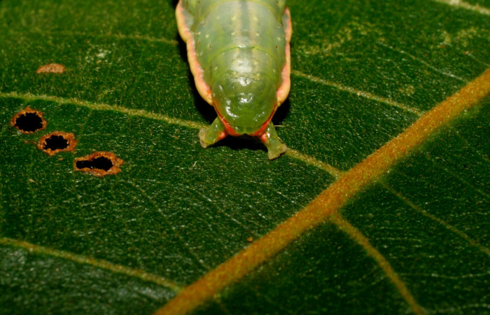  Cola de <i>Hemiceras subo</i> (Notodontidae), U estadio. Sector Pitilla, Amonias. Voucher 07-SRNP-33319-DHJ430384.jpg.