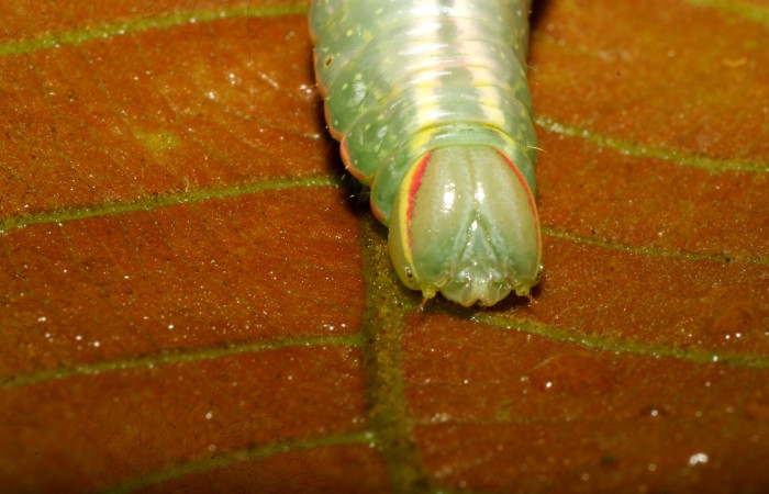  Cabeza de <i>Hemiceras subo</i> (Notodontidae), U estadio. Sector Pitilla, Amonias. Voucher 08-SRNP-30026-DHJ435701.jpg.