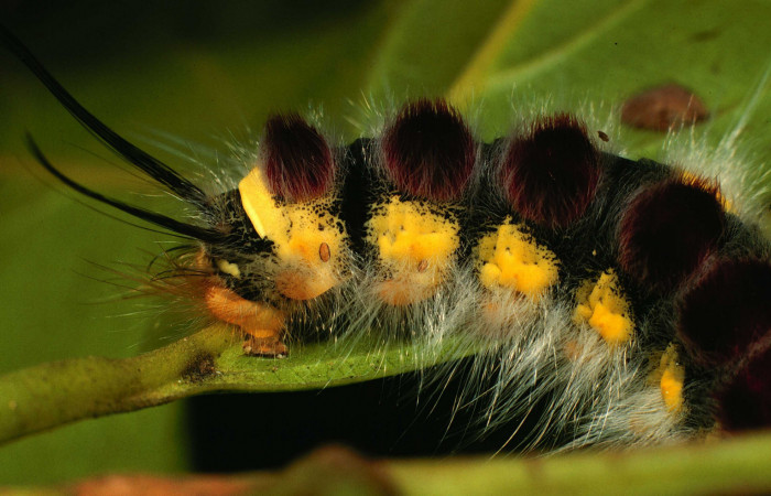 Parte trasera de <i>Euglyphis barda</i> (Lasiocampidae). Último estadio. Voucher: 00-SRNP-21611-DHJ56320.jpg.