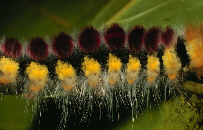 Parte lateral de <i>Euglyphis barda</i> (Lasiocampidae). Último estadio. Voucher: 00-SRNP-21611-DHJ56321.jpg.