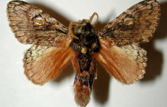 Adulto de <i>Euglyphis</i> bardaDHJ02 (Lasiocampidae). Último estadio. Voucher: 00-SRNP-420-DHJ33186.