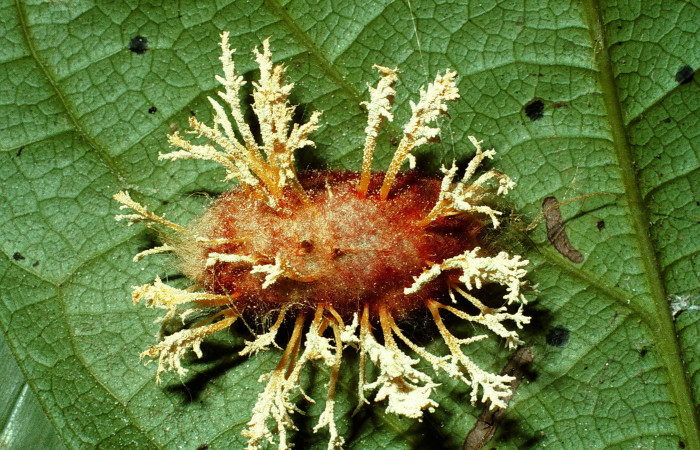 Capullo hongueado de <i>Euglyphis barda</i> (Lasiocampidae). Voucher: 01-SRNP-25148-DHJ63993.jpg.