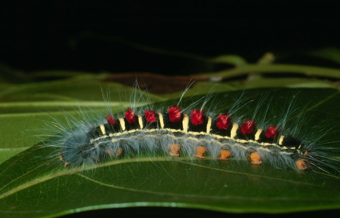 Parte lateral de <i>Euglyphis jessiehillae</i> (Lasiocampidae). Último estadio. Voucher: 03-SRNP-34849-DHJ79954.jpg.