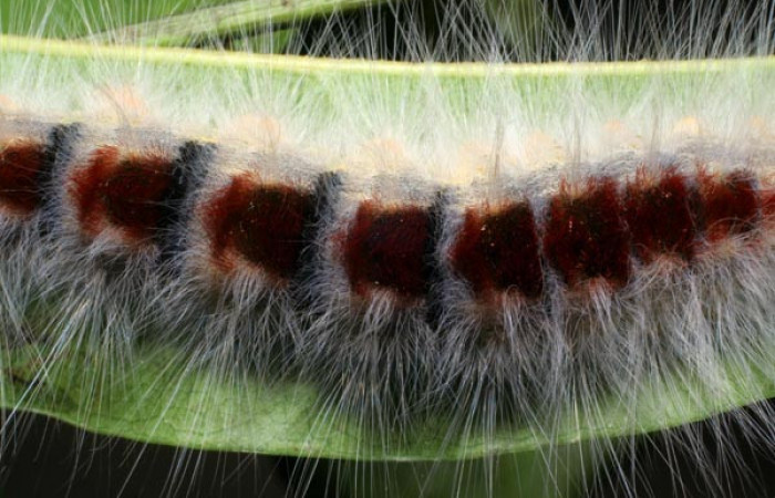 Parte dorsal de <i>Euglyphis barda</i> (Lasiocampidae). Penúltimo estadio. Voucher: 07-SRNP-1937-DHJ421029.jpg.