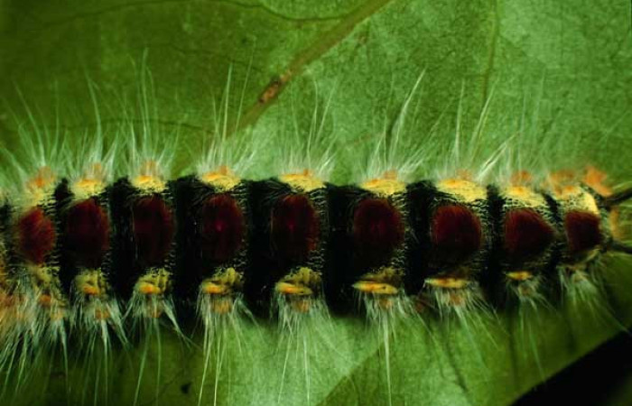 Parte dorsal de <i>Euglyphis barda</i> (Lasiocampidae). Último estadio. Voucher: 97-SRNP-1459-DHJ41575.jpg.