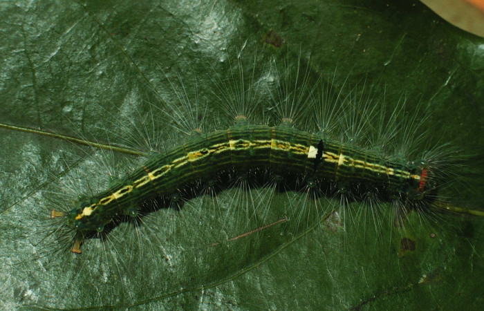 Figura 5. Larva <i>Nesara dalceroides</i> (Lasiocampidae). Vista dorsal, último estadío. 32 mm. Foto 18 agosto 2021. Voucher: 01-SRNP-2973-DHJ62835.pg.