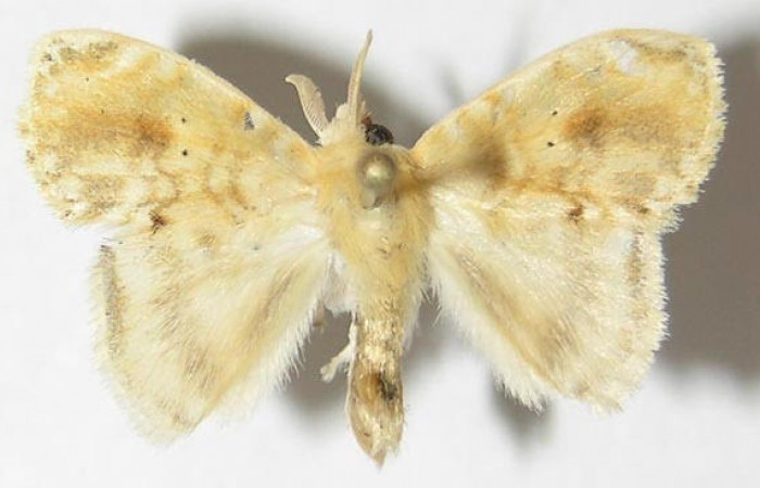 Figura. 3. Adulto <i>Nesara dalceroides</i> (Lasiocampidae). Vista dorsal. envergadura alar macho 22 mm de longitud. Voucher: 09-SRNP-32194-DHJ516246.jpg.   BIN: BOLD:AAA8155.
