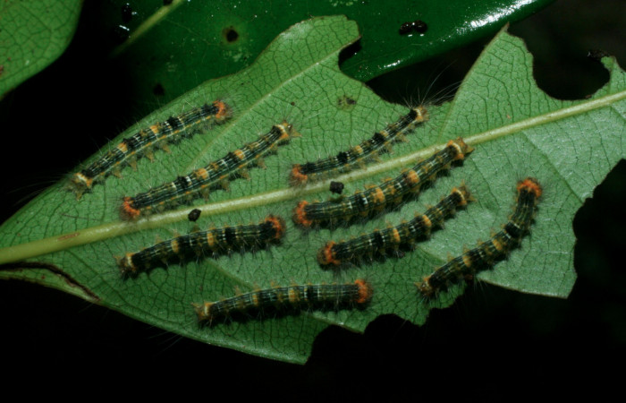 Figura 9. Larvas <i>Nesara dalceroides</i> (Lasiocampidae). Vista dorsal, tercer estadío. 25mm. Foto 26 agosto 2009. Colectados en Sector Pitilla. Voucher: 09-SRNP-32297-DHJ463869.jpg.