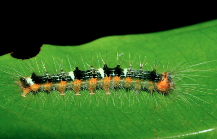 Figura 10. Larva <i>Nesara dalceroides</i> (Lasiocampidae). Vista lateral, penúltimo estadío. 15 mm. Foto 14 junio 2009. Voucher: 09-SRNP-41291-DHJ459564.jpg.