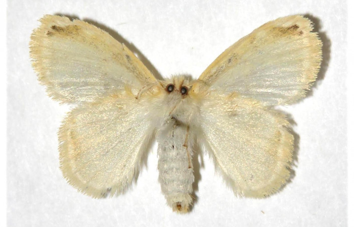 Figura. 2. Adulto <i>Nesara dalceroides</i> (Lasiocampidae). Vista ventral. envergadura alar hembra 26 mm de longitud. Voucher: 02-SRNP-7-DHJ319293.jpg.   BIN: BOLD:AAA8155.