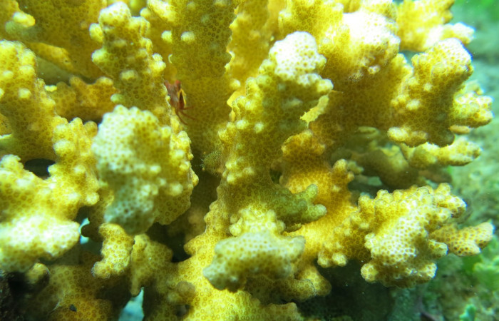 Isla San José  2015  Foto: Minor Lara