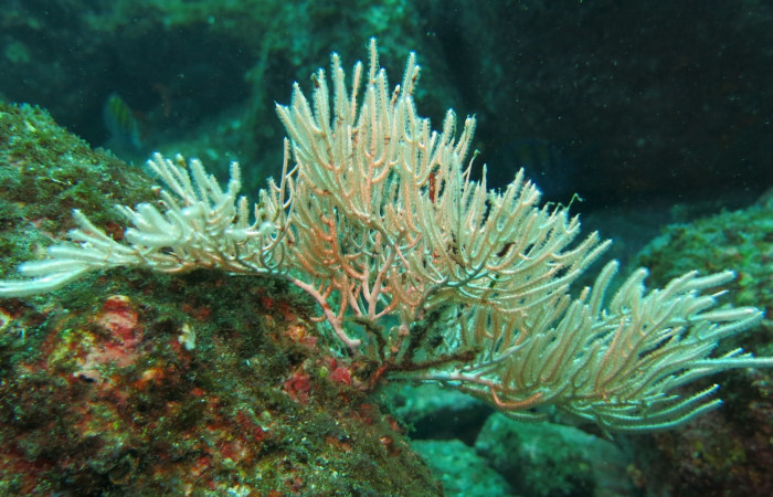 Isla San José  2015  Foto: Minor Lara