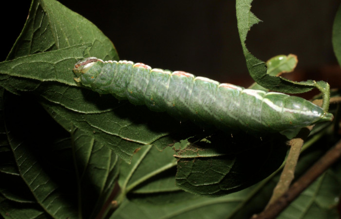 Fig.(10 Vista frontal de <i>Rifargia mortis</i> (Notodontidae) se colectó 18 agosto 2010, Sector Santa Rosa, Cerco de Piedra 285mts. (10-SRNP-13974-DHJ476647.jpg).